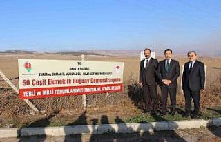 En verimli yerli ve milli buğday tohumunu belirlemek...