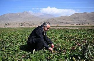 Erciyes’in eteklerinde yetiştirilen çilek fidesi...