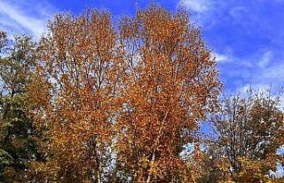 Erzurum’da sonbahar manzarası büyülüyor