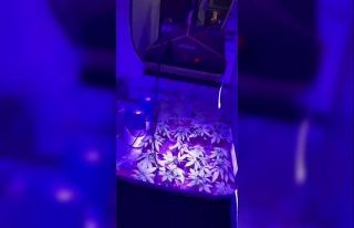 Evde uyuşturucu üreterek satan şahıs yakalandı