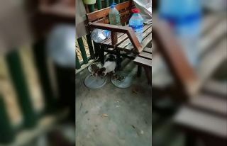 Fare ile kedinin dostluğu görenleri şaşırttı