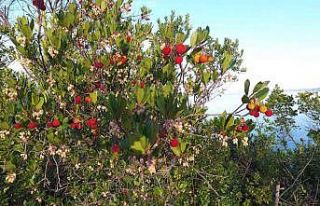 Faydasını bir ’bileydin’