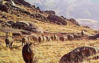 Fotokapan görüntüleri belgeselleri aratmadı