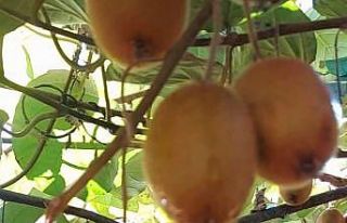 Giresun’da bu defa fındık değil kivi hasadı...