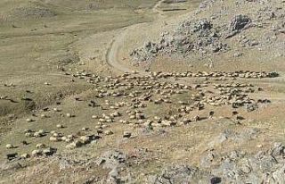 Göçerler, sürüleriyle birlikte 35 günlük göç...