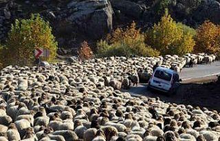 Göçerlerin dönüş yolculuğu