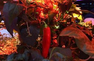 Güneş ve toprak olmadan 105 türde bitki yetiştirildi