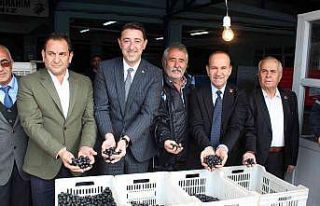 Güney Marmara zeytininde hasat zamanı