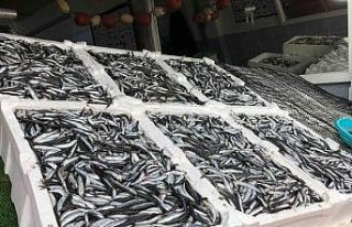 Hamsi 25 TL’ye tezgahlarında yerini aldı