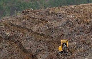 Hatay’da yanan ormanlık alanlar yeşilleniyor