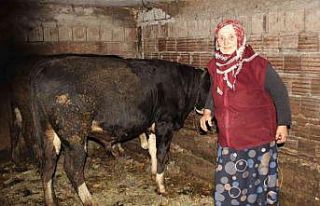 Hayvanlarını otlatan kadına şok sözler