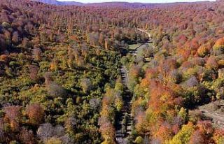Hazan renklerinin hakim olduğu Yenice ormanları...