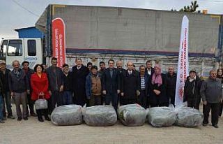 Hüyük’te üreticilere 170 bin adet lavanda fidesi...