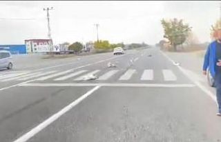 Iğdır’da otomobilin çarptığı kazlar telef...