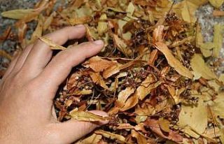 Ihlamur fiyatına rağmen sonbahar ve kış aylarının...