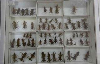 İnsanların görmeye dayanamadığı böcekler müzelik...