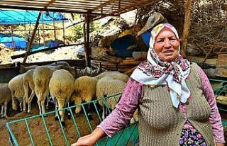 İzmir Büyükşehir Belediyesi’nin verdiği 3 koyundan...