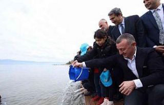 İzmit Körfezi’ne 6 bin balık daha bırakıldı:...