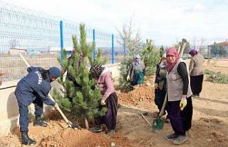 Jandarma karakol bahçesine ağaç dikti