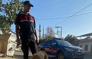 Jandarma sokak hayvanlarını unutmadı