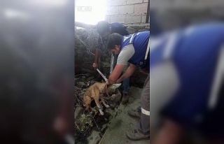Kafası şişeye sıkışan köpeği Aras Elektrik...