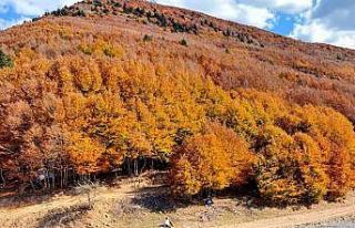 Kahramanmaraş sonbaharda renk cümbüşüne döndü