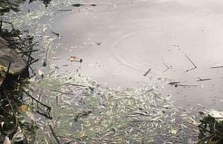 Kahramanmaraş’ta balık ölümleri üzerine harekete...