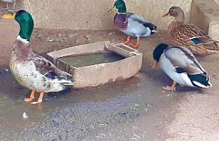 Kanatları kesilen yeşil başlı ördek kurtarıldı