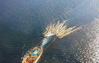 Karadan ulaşım yok, tomruklar denizden taşındı