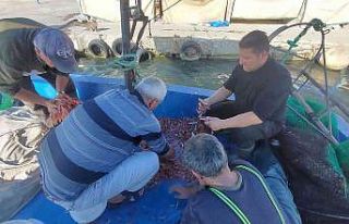 Karadeniz’de palamut, Marmara’da karides