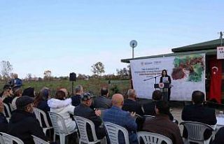 Karadeniz’in ilk ‘sumak’ bahçeleri Samsun’da...