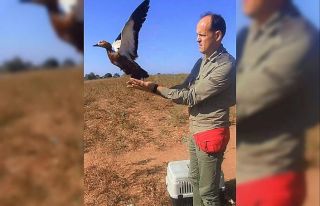 Karayolundan kurtarılan angıt kuşu yeniden doğaya...