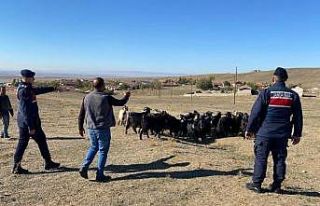 Kaybolan küçükbaş hayvanlar jandarma ekiplerince...