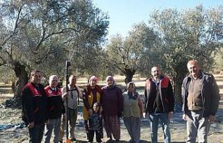 Kaymakam Özderin zeytin hasadına katıldı