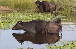 Kayseri pastırmasına yeni rakip ‘manda pastırması’