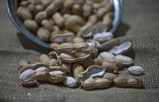 Kayseri’de bir ilk: yer fıstığı üretildi