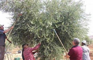 Kilis’te zeytin hasadına yağmur engeli