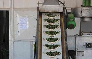 Kilis’te zeytinyağı fabrikaları tam kapasite...