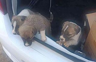 Kiralık otomobil bagajında yavru köpek bıraktı,...