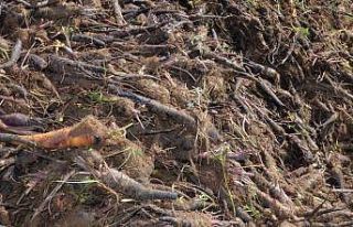 Kırıkhan siyah havucu tescillendi