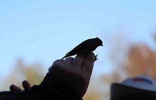 Kızılırmak Deltası Kuş Cenneti’nde 170 bin...