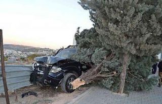 Kontrolden çıkan kamyonet ağaca çarparak durabildi