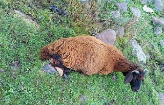 Köpeklerin saldırısına uğrayan 2 koyun telef...