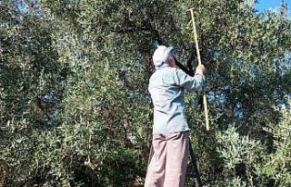 Köyceğiz’de yağış sonrası zeytin hasadı hızlandı