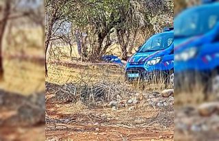 Koyunlarını beslemek için çıktığı ağaçtan...