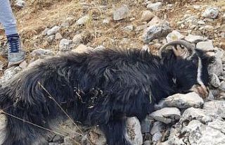 Kurtlar sürüye saldırdı