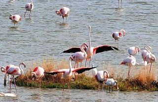 Kuş Oteli’ndeki flamingo sayısı bin 250’ye...