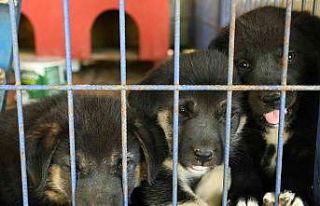 Kuşadası Belediyesi 950 hayvanı ömürlük yuvasına...