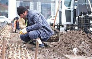 Kütahya, kış bitkileriyle renklenecek