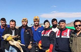 Kuyuya düşen tilkiyi ekipler kurtardı